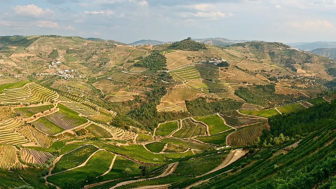 Terraced vineyards stepping down the hillsides of the Douro valley