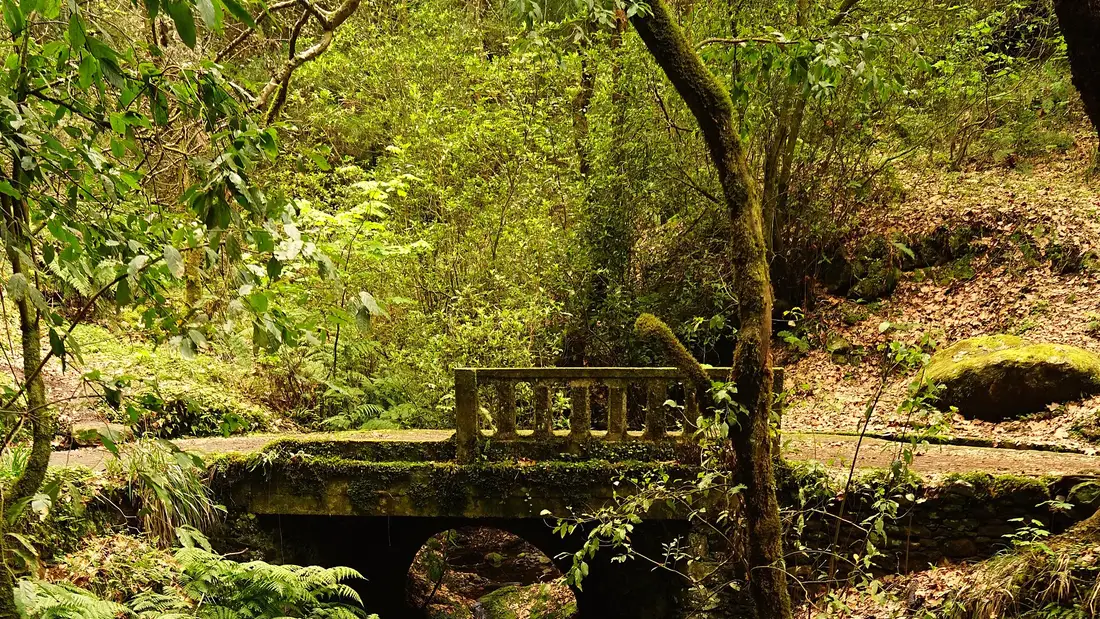 A stone levada channel running through Madeira's laurel forest
